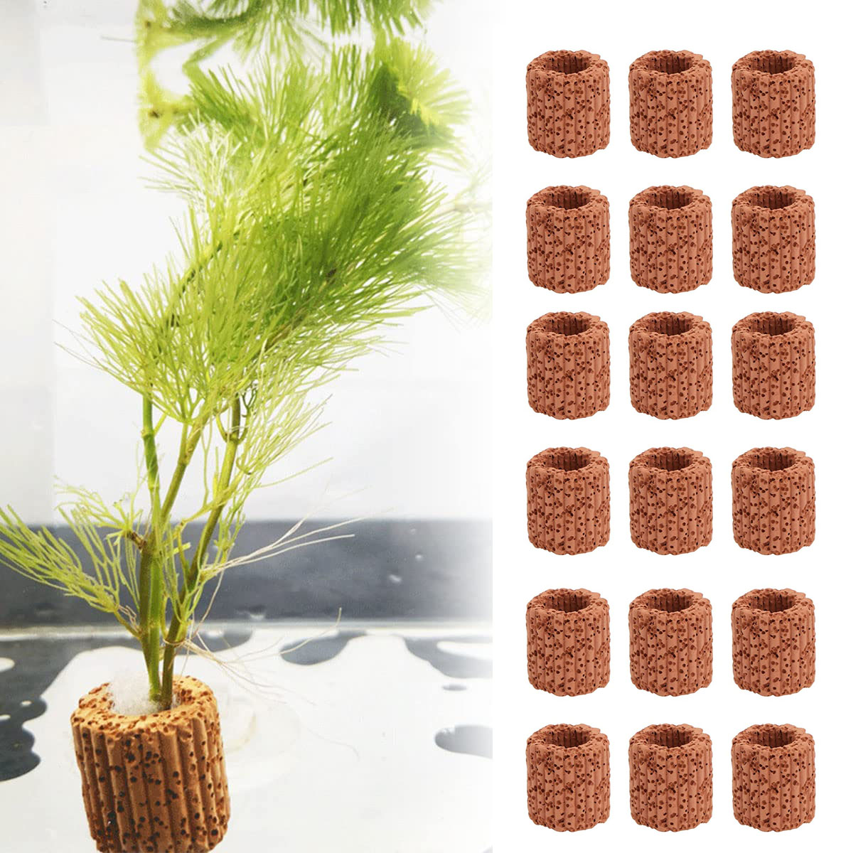 Aquarium Fish Cichlid - 10/20Pcs Aquatic Water Plant Fixed Ring