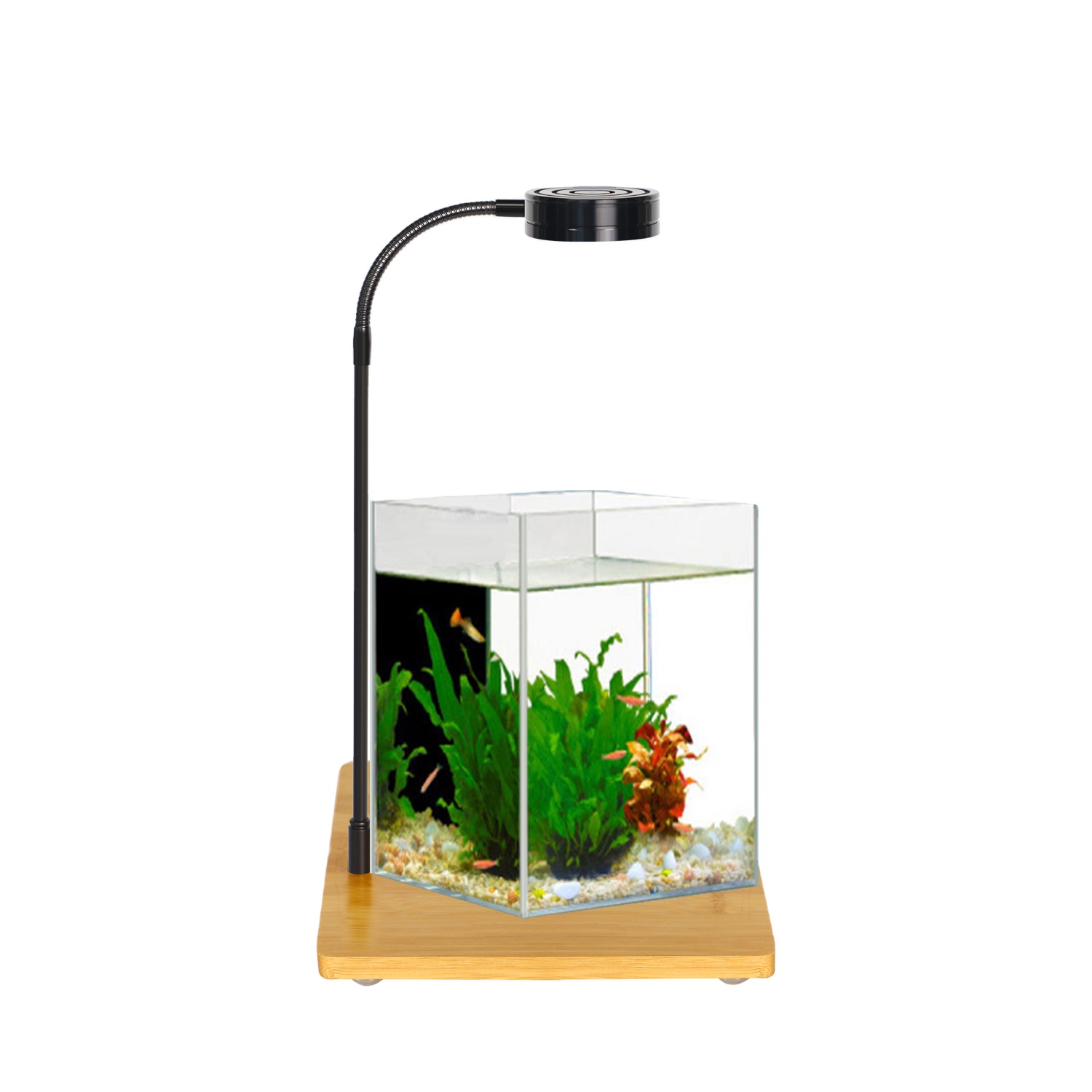 Aquarium Fish And Price - Right Angle Ultra-white Grass Fish Tank