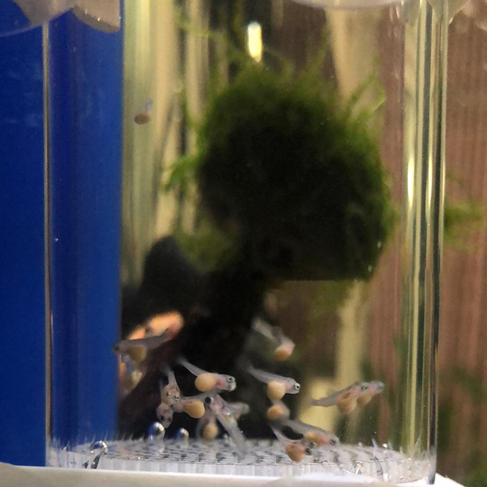 40mm Incubator Fish Hatchery E - đánh giá và giá Aquarium Fish Cichlid