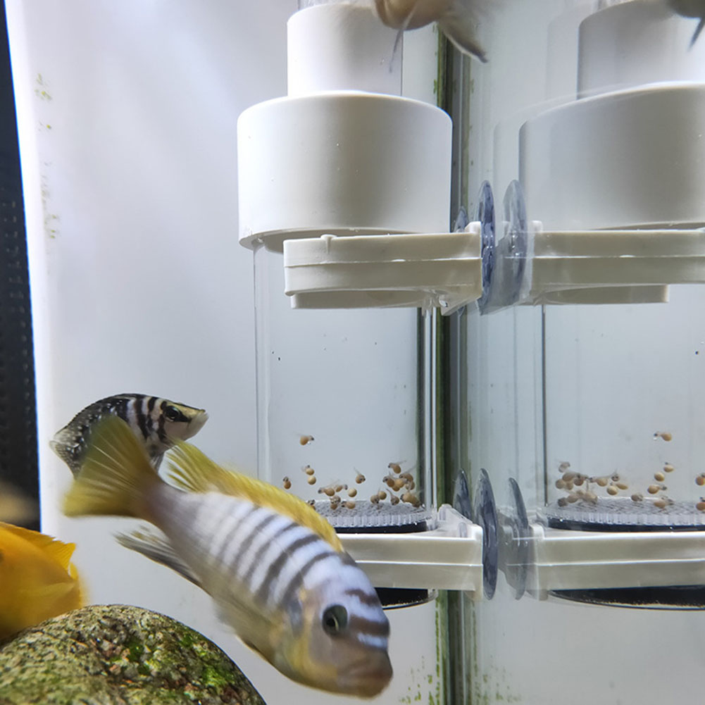 40mm Aquarium Cichlid Tumbler  - đánh giá và giá Aquarium Fish Cichlid