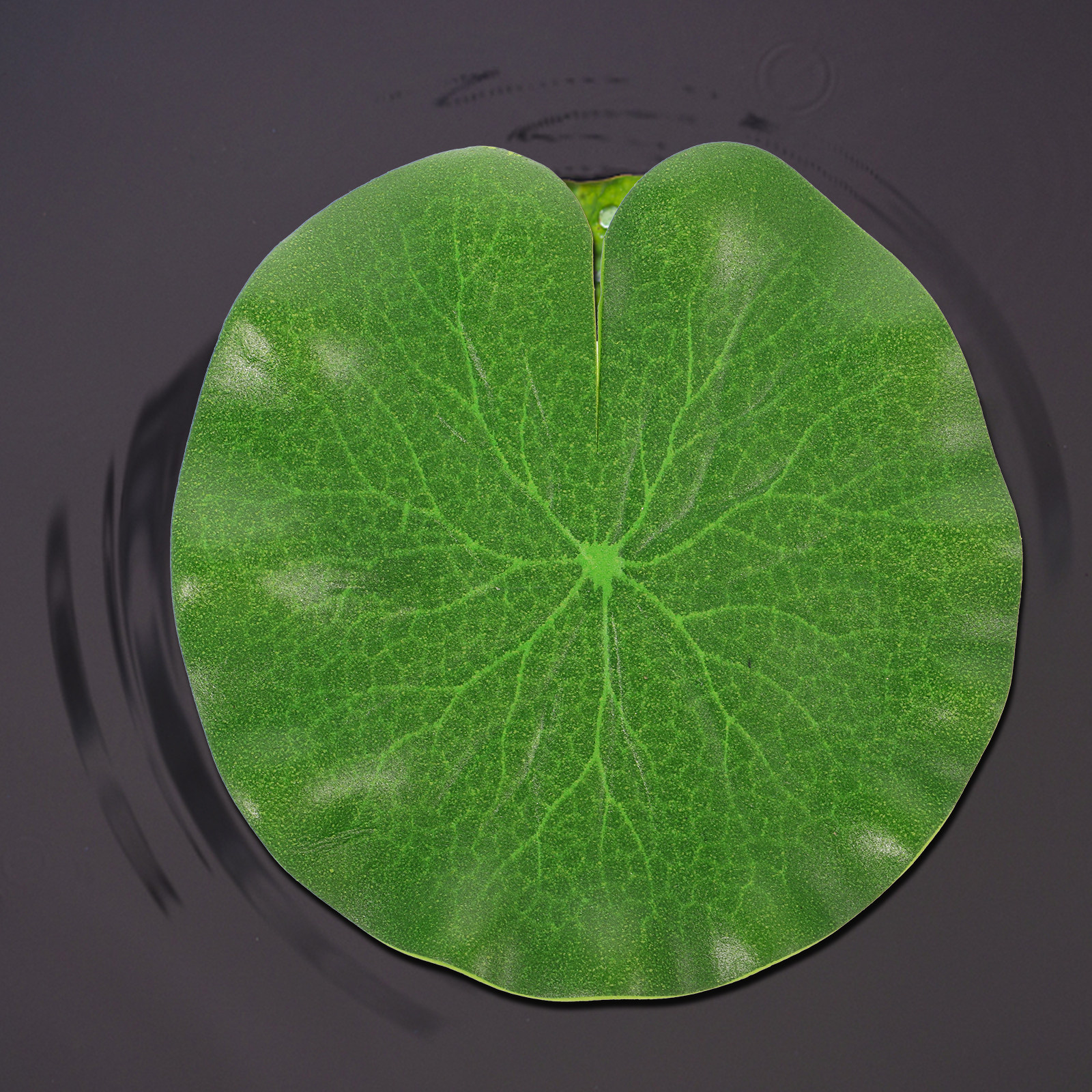6Pcs PU Artificial Lotus Leave - đánh giá và giá Aquarium Fish Artificial