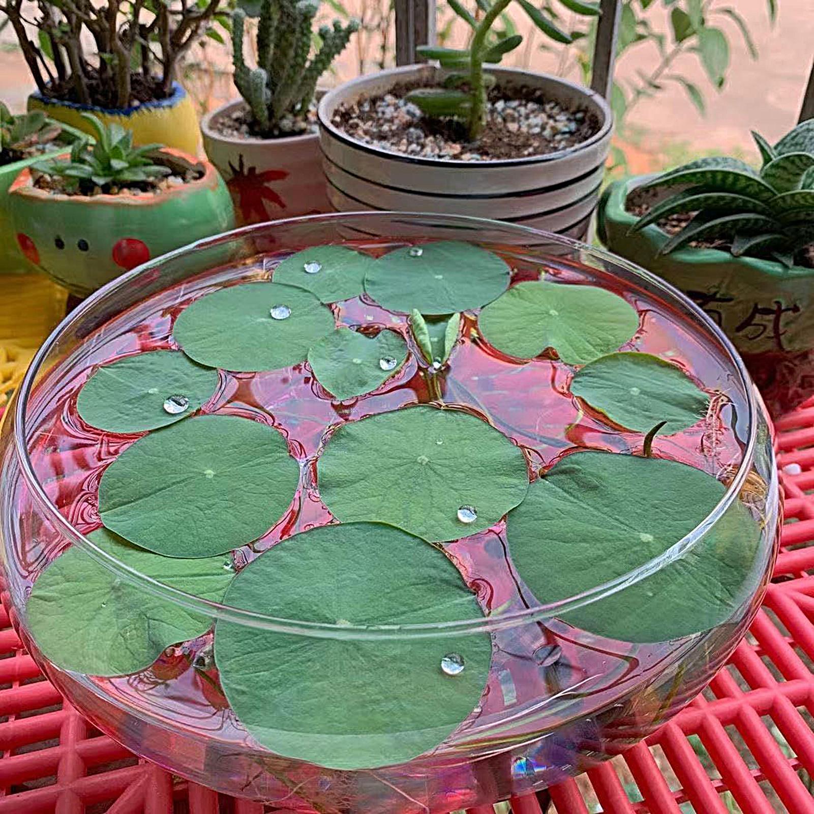 Fish Glass Bowl Glass Large Hy - đánh giá và giá Aquarium Fish Glass