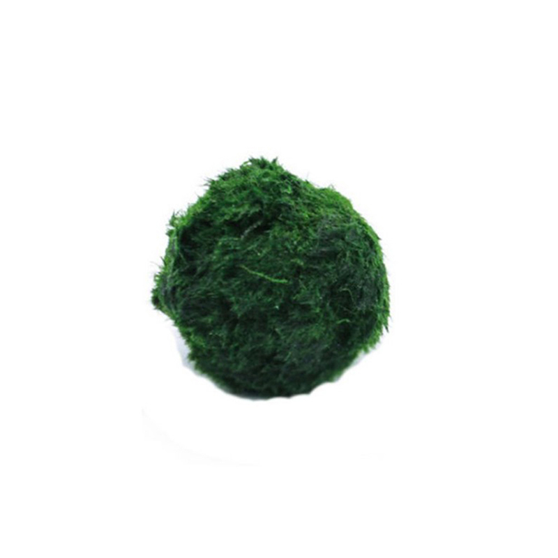 Marimo Moss Balls Live Aquariu - đánh giá và giá Aquarium Fish Green