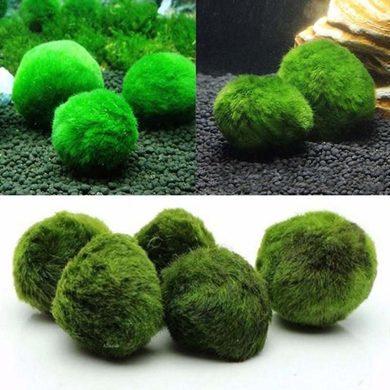 Marimo Moss Balls Live Aquariu - đánh giá và giá Aquarium Fish Green