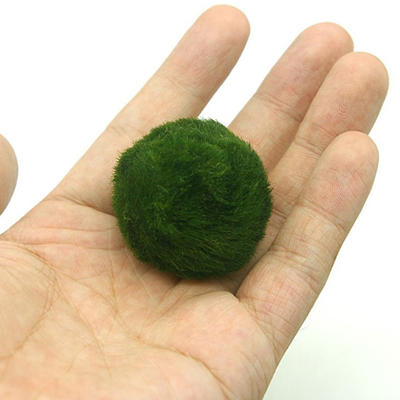 Marimo Moss Balls Live Aquariu - đánh giá và giá Aquarium Fish Green