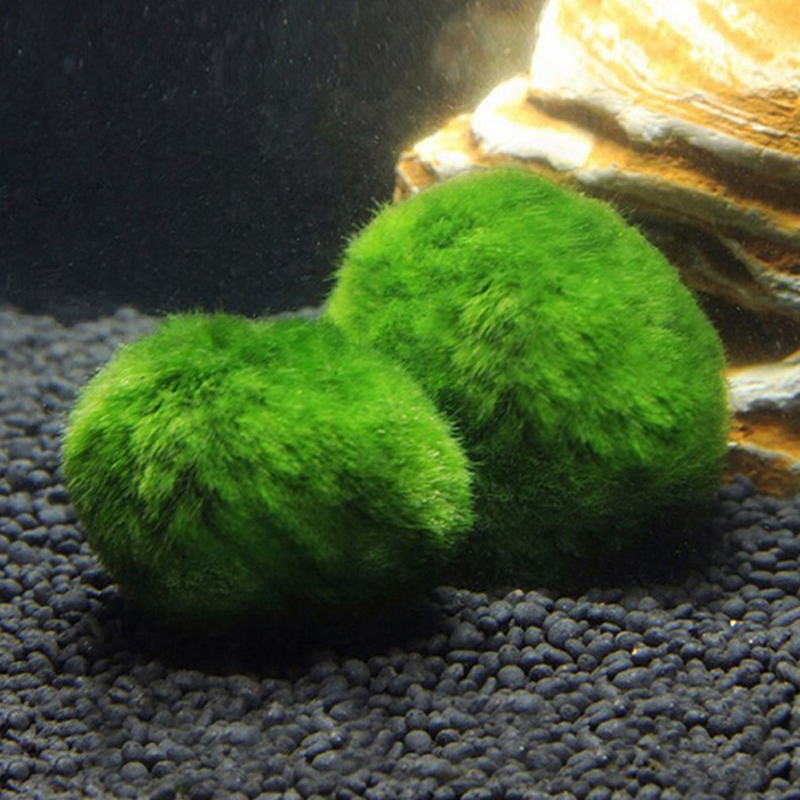 Marimo Moss Balls Live Aquariu - đánh giá và giá Aquarium Fish Green