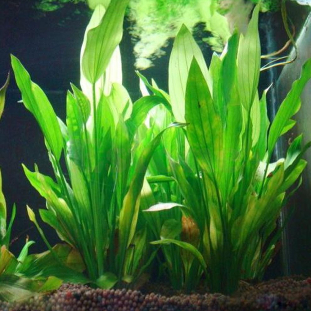 15CM/10CM Underwater Artificia - đánh giá và giá Aquarium Fish Green