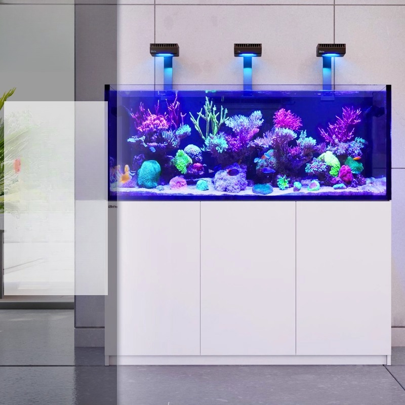 2026 Hot Selling Wholesale Pri - đánh giá và giá Aquarium Fish And Price