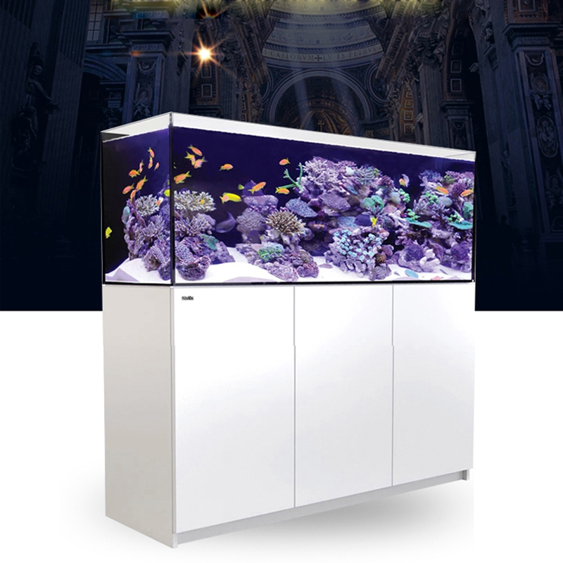 2026 Hot Selling Wholesale Pri - đánh giá và giá Aquarium Fish And Price