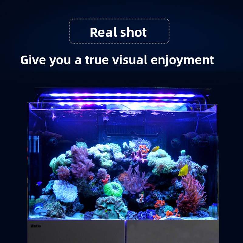 2026 Hot Selling Wholesale Pri - đánh giá và giá Aquarium Fish And Price